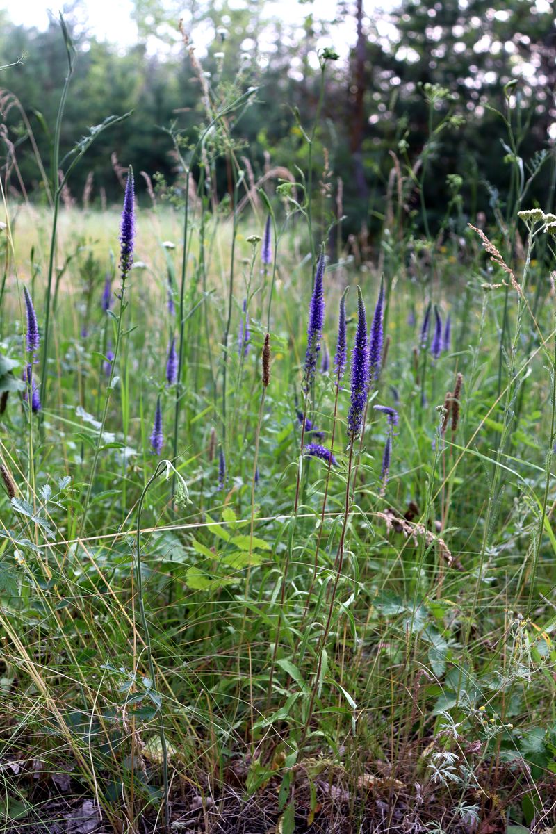 Image of Veronica spicata specimen.