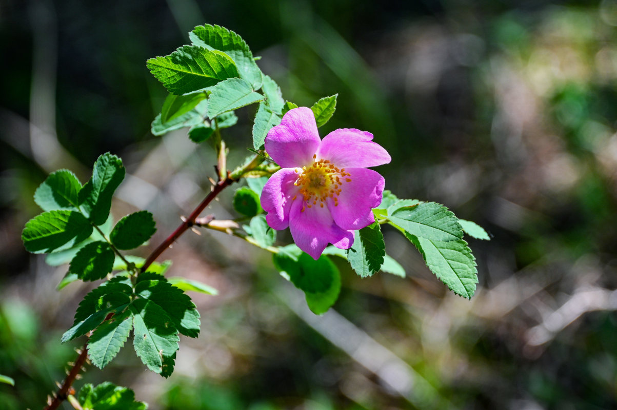 Image of Rosa acicularis specimen.