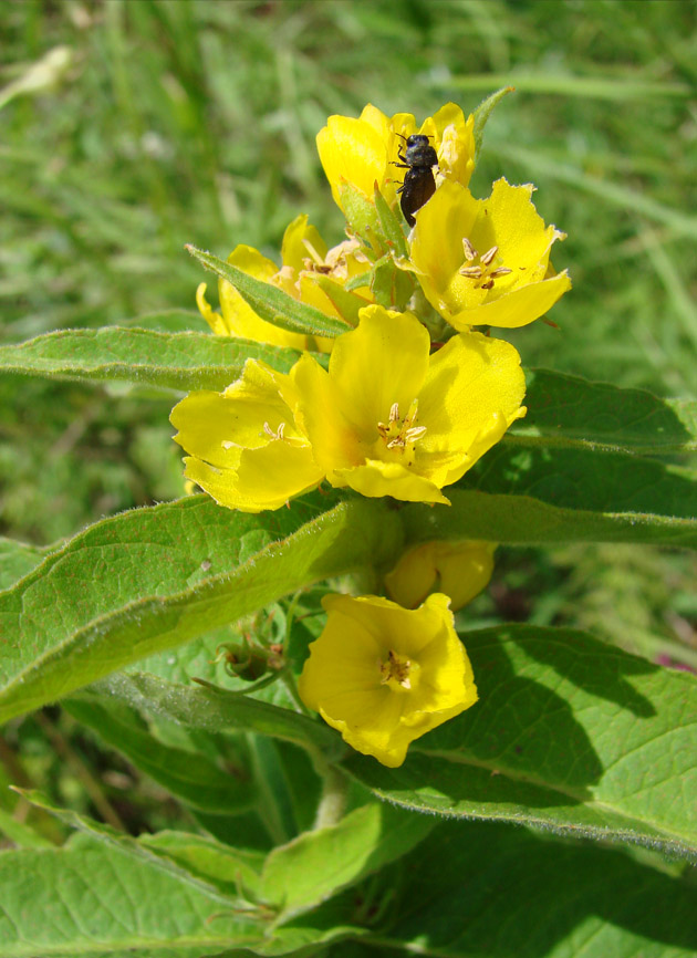 Изображение особи Lysimachia davurica.