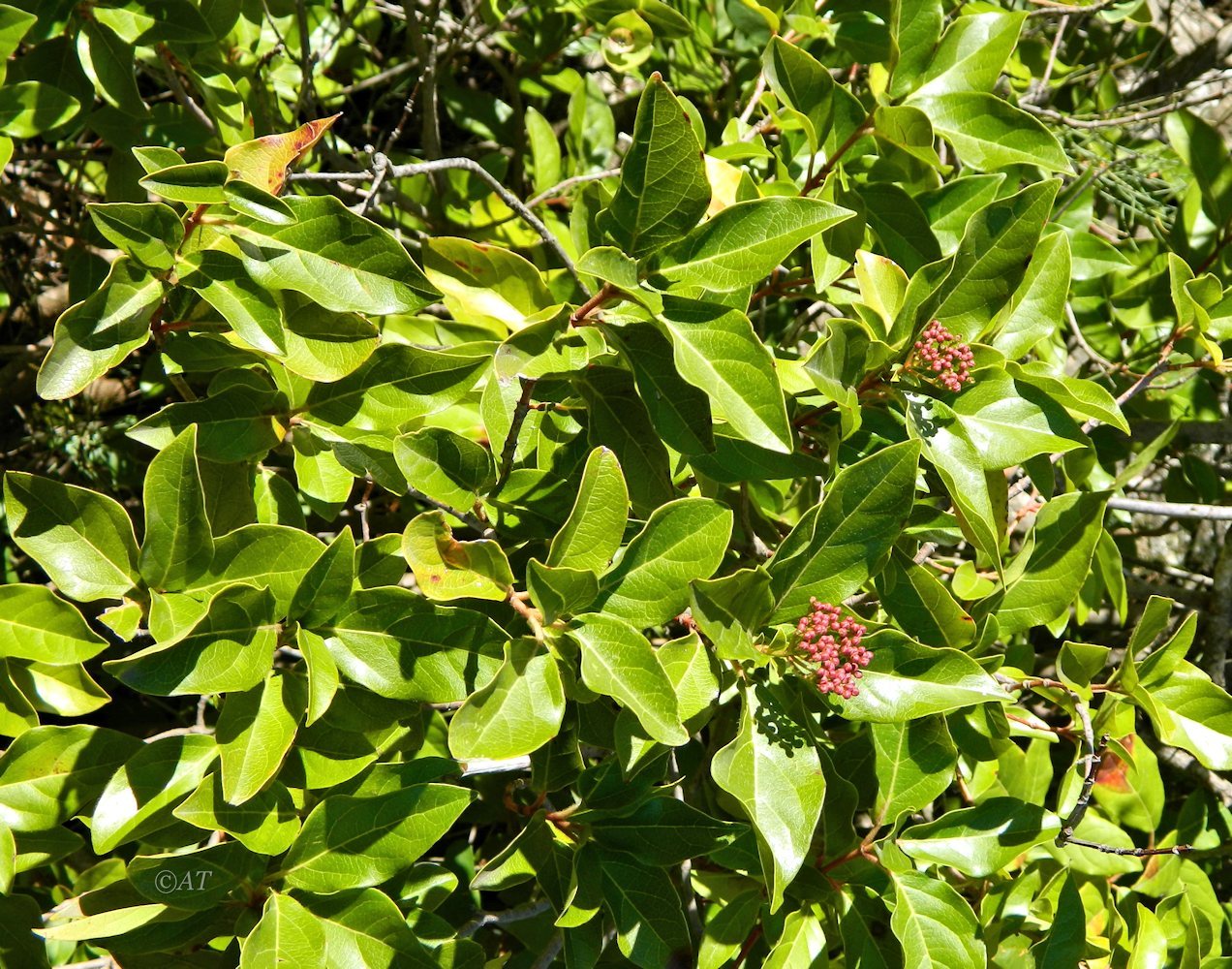 Изображение особи Viburnum tinus.