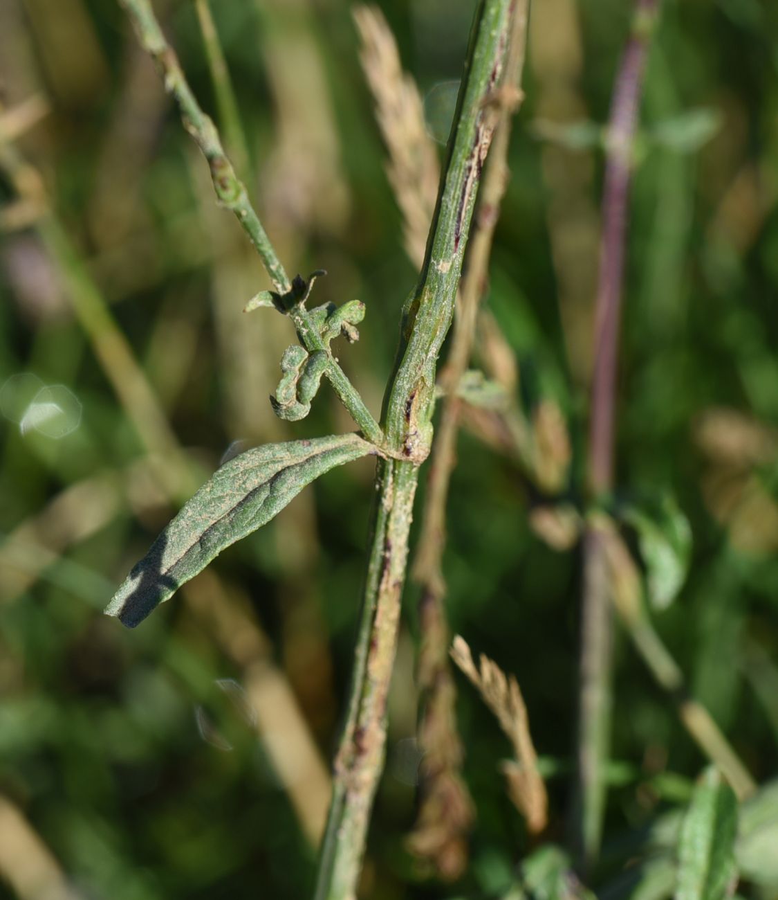 Image of Verbena officinalis specimen.