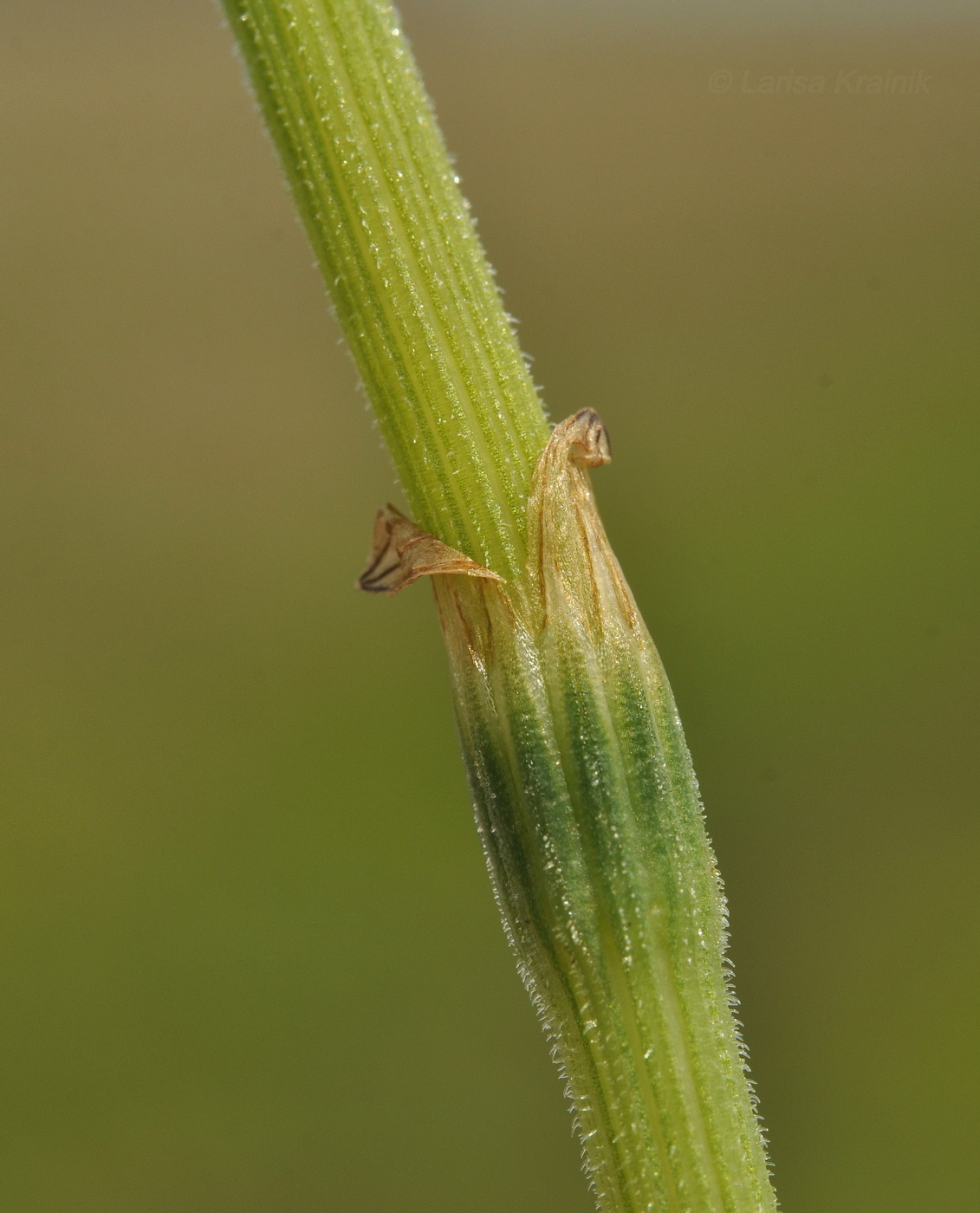 Изображение особи Equisetum sylvaticum.