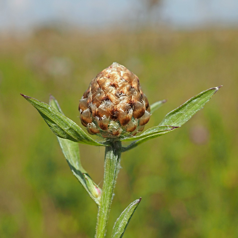 Image of Centaurea jacea specimen.