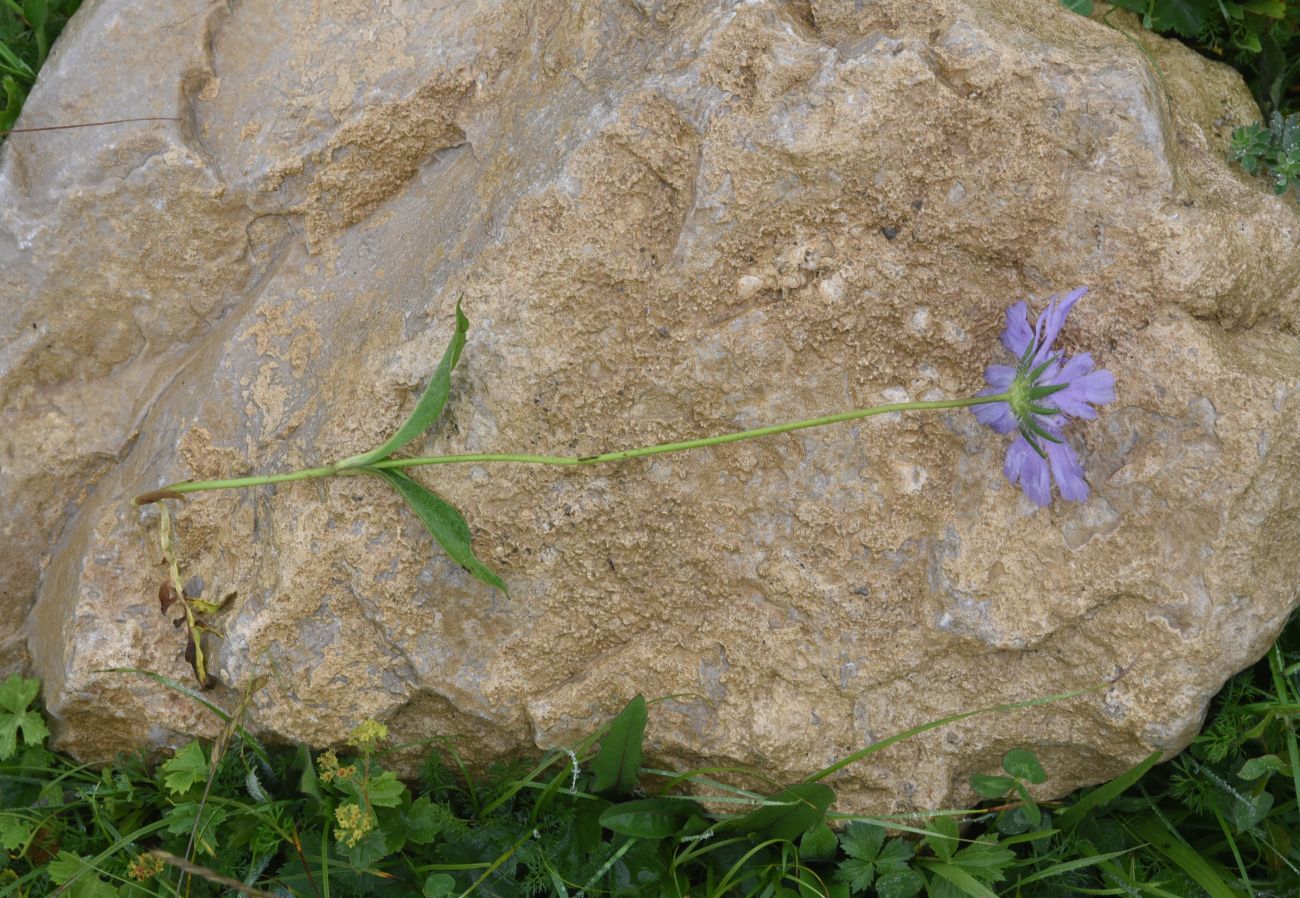 Image of Lomelosia olgae specimen.