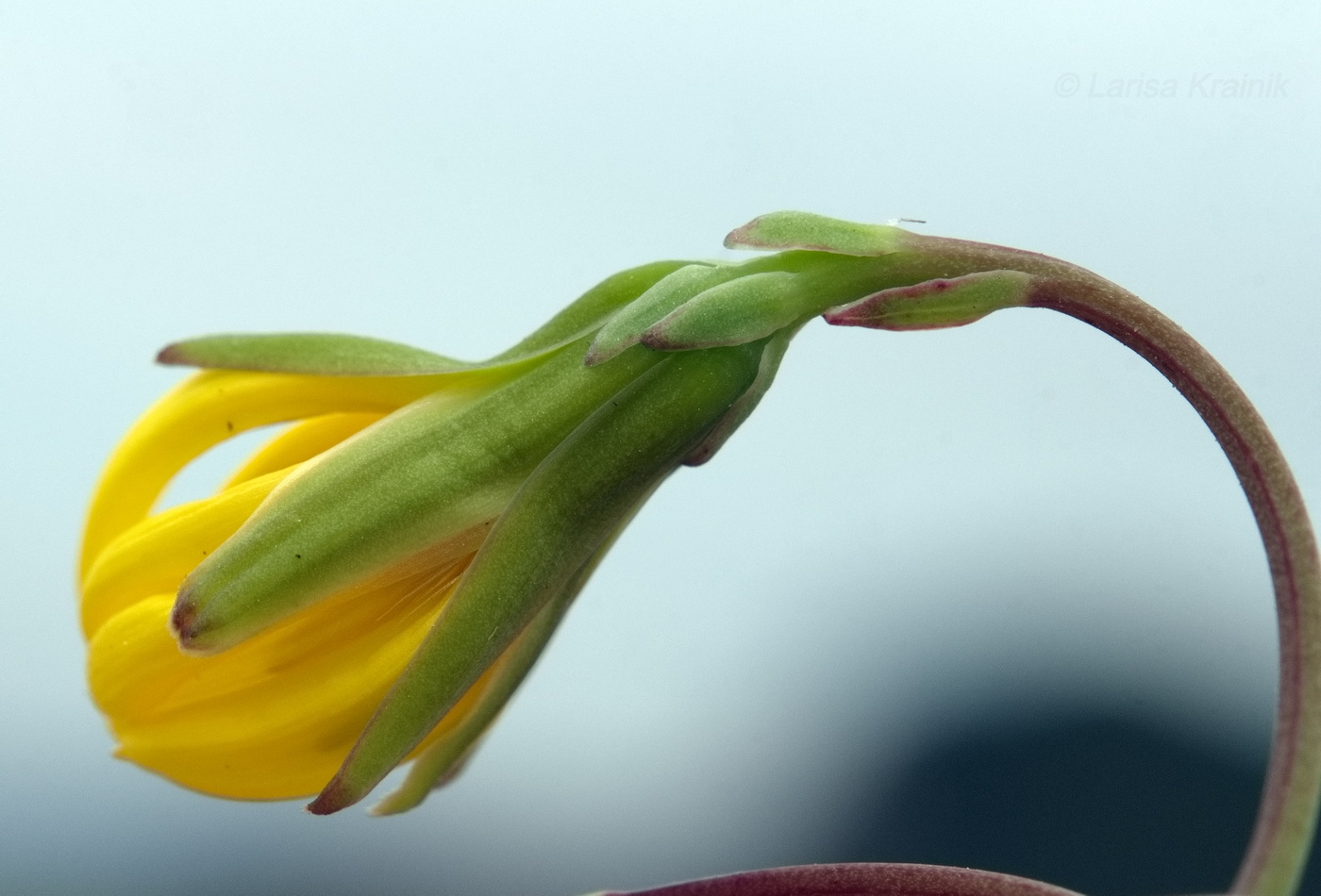 Изображение особи Chorisis repens.