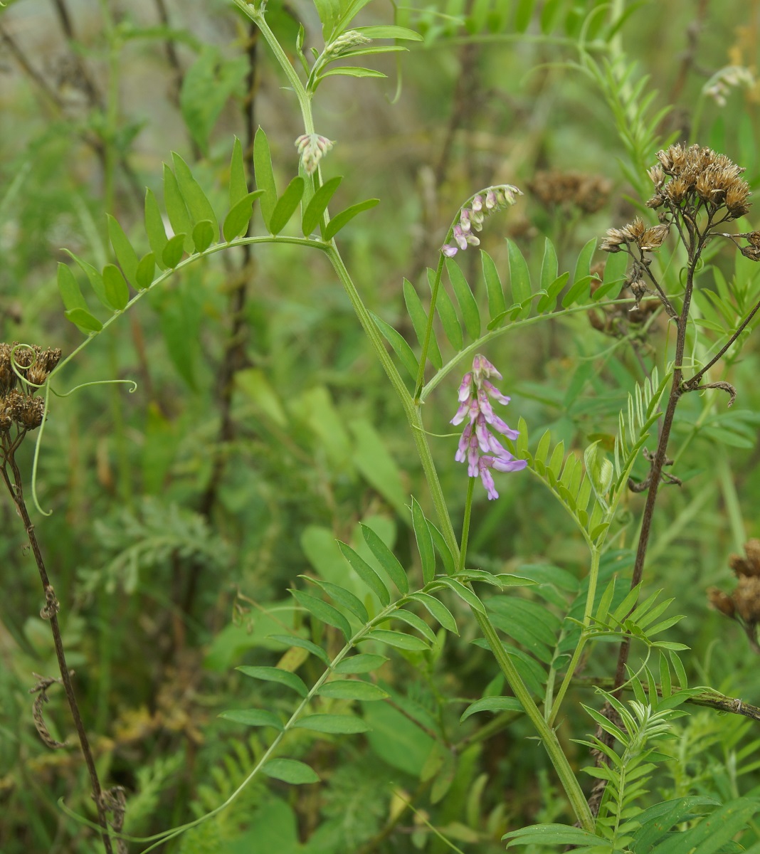 Image of Vicia tenuifolia specimen.