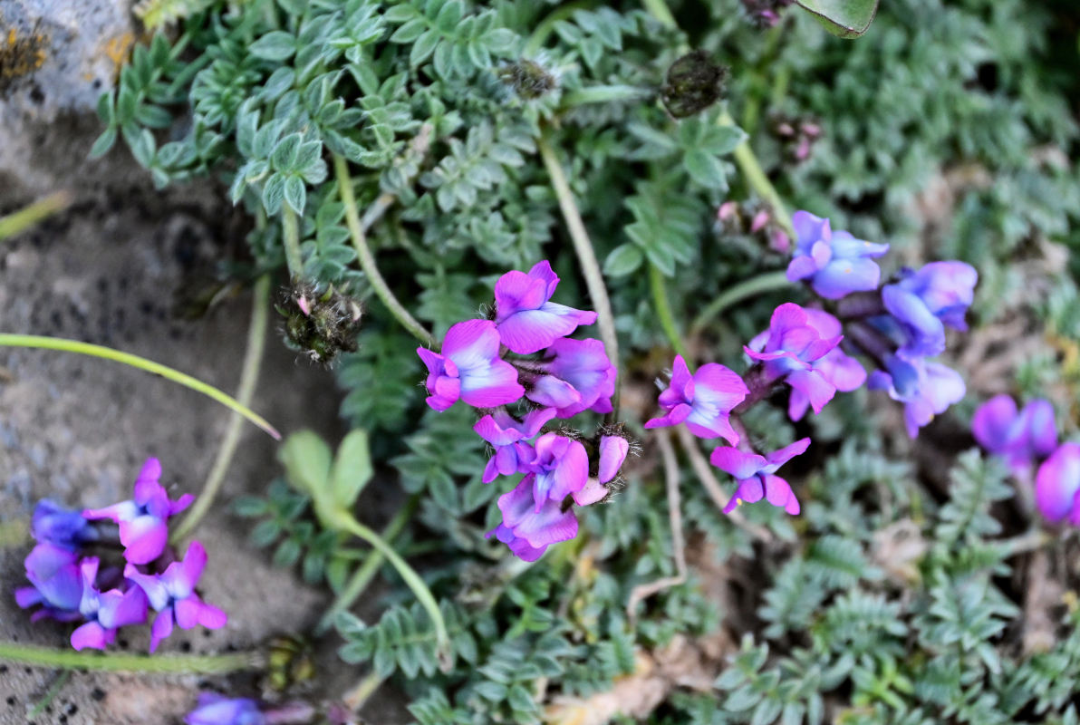 Image of Oxytropis lapponica specimen.