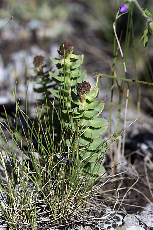 Image of Rhodiola heterodonta specimen.