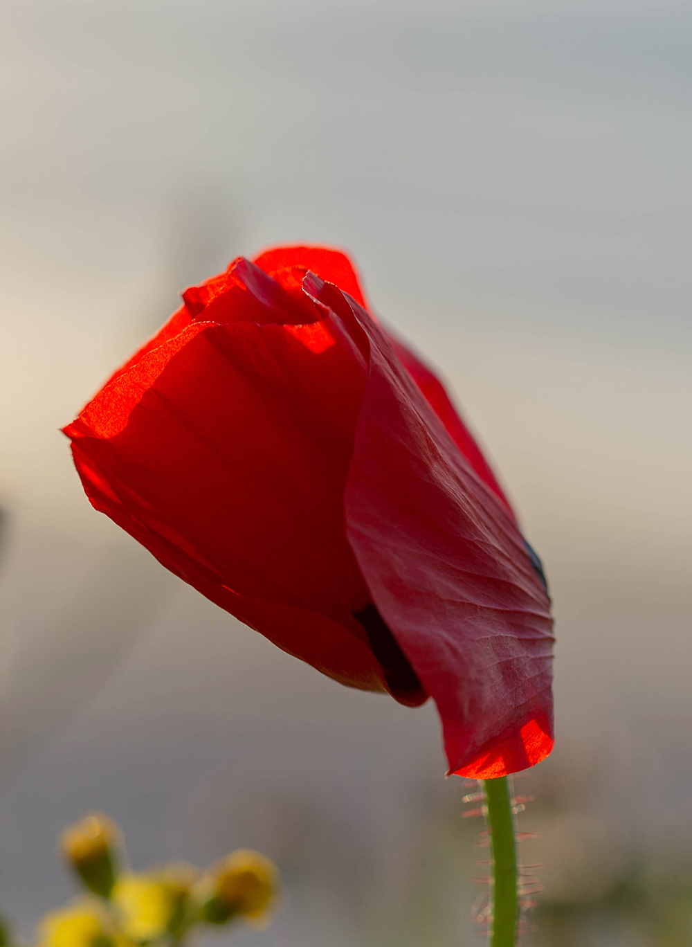 Image of Papaver umbonatum specimen.