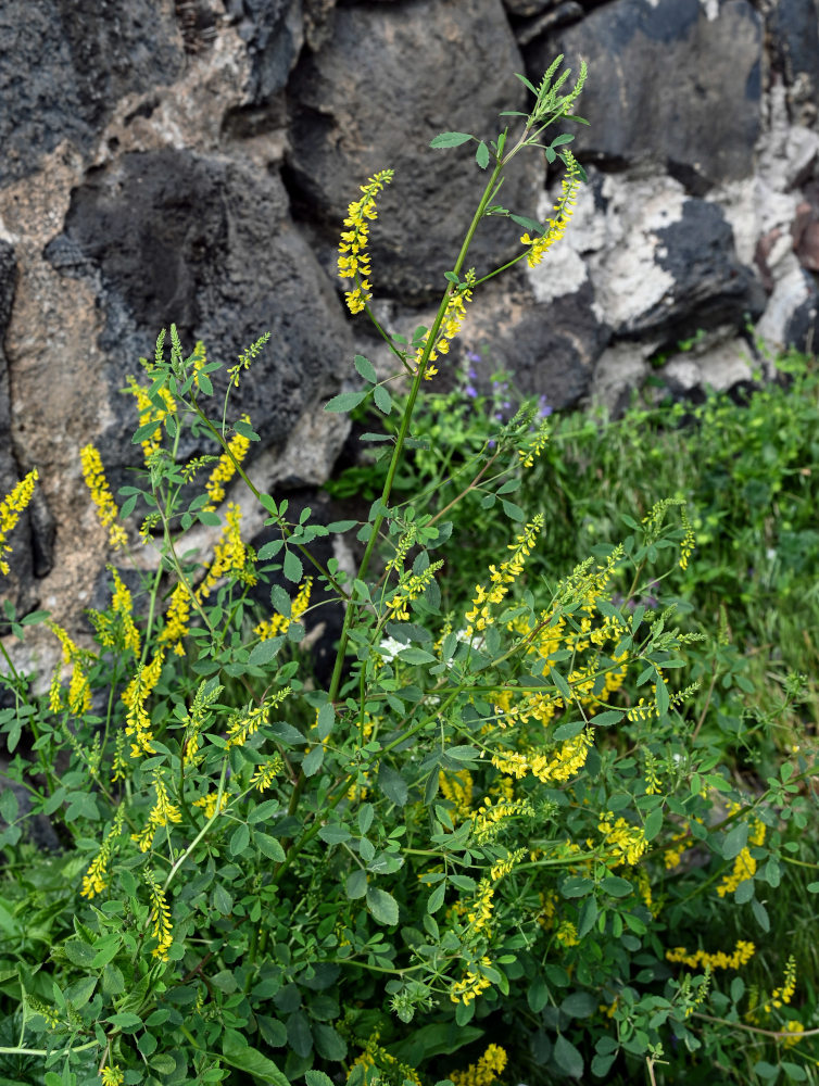 Изображение особи Melilotus officinalis.