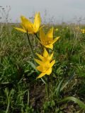 Tulipa biebersteiniana