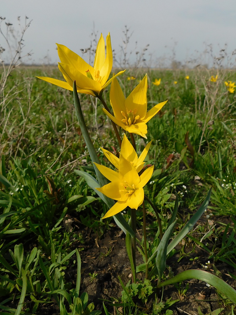 Изображение особи Tulipa biebersteiniana.