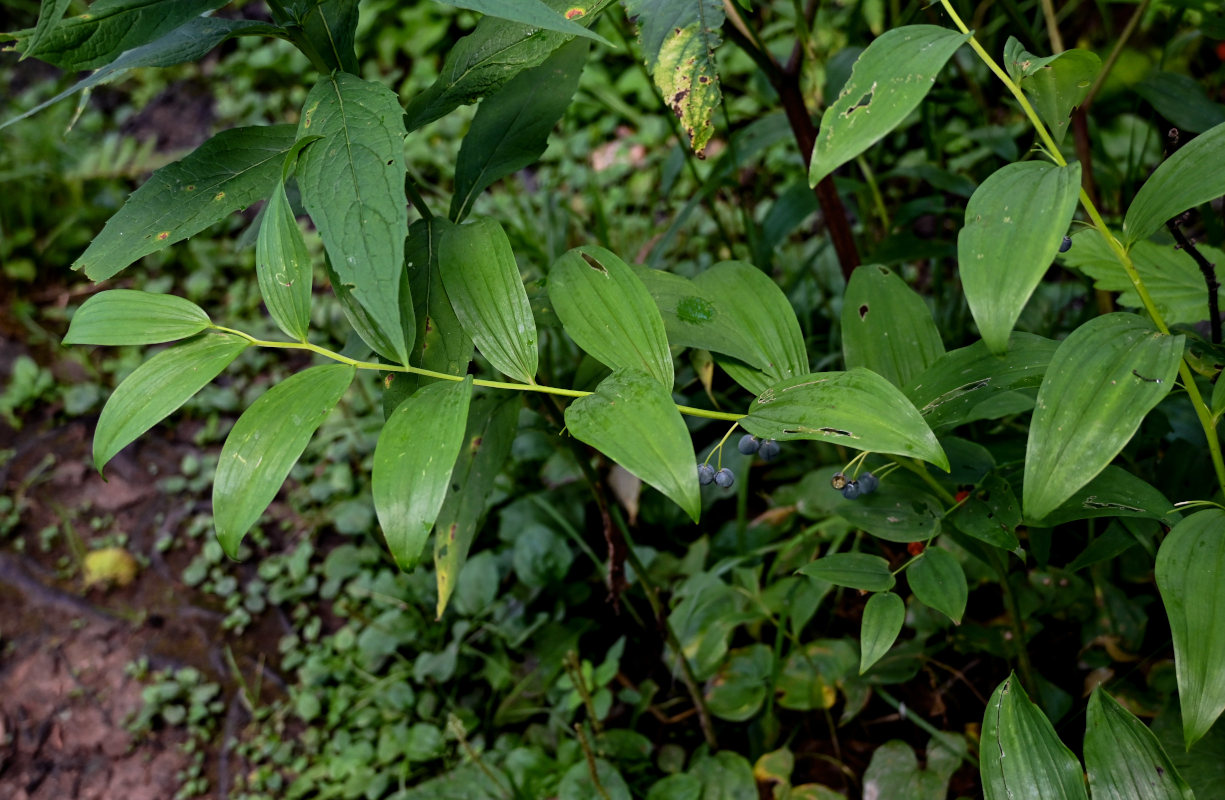 Изображение особи Polygonatum maximowiczii.