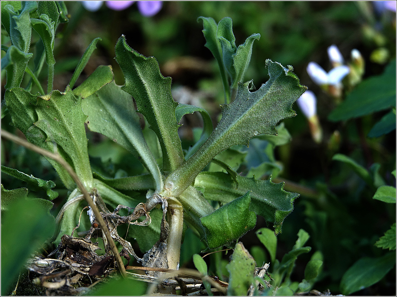 Изображение особи Arabis &times; arendsii.