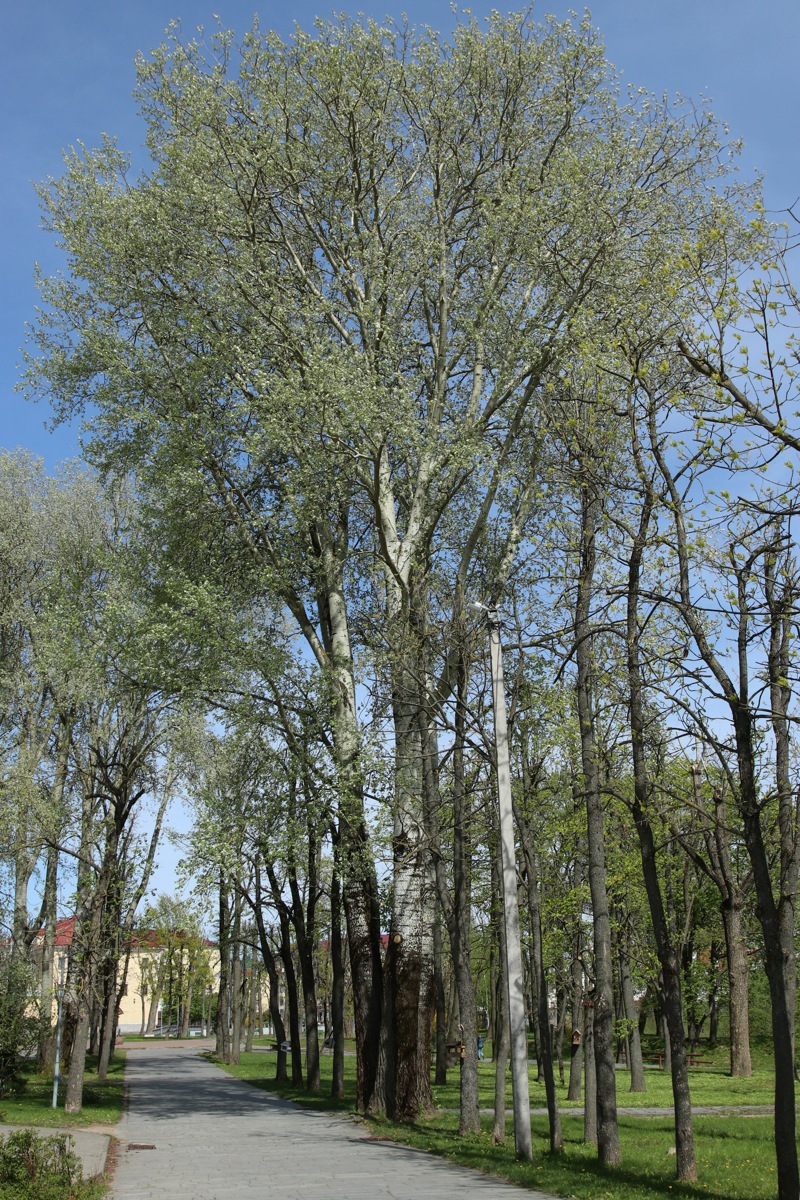 Изображение особи Populus alba.