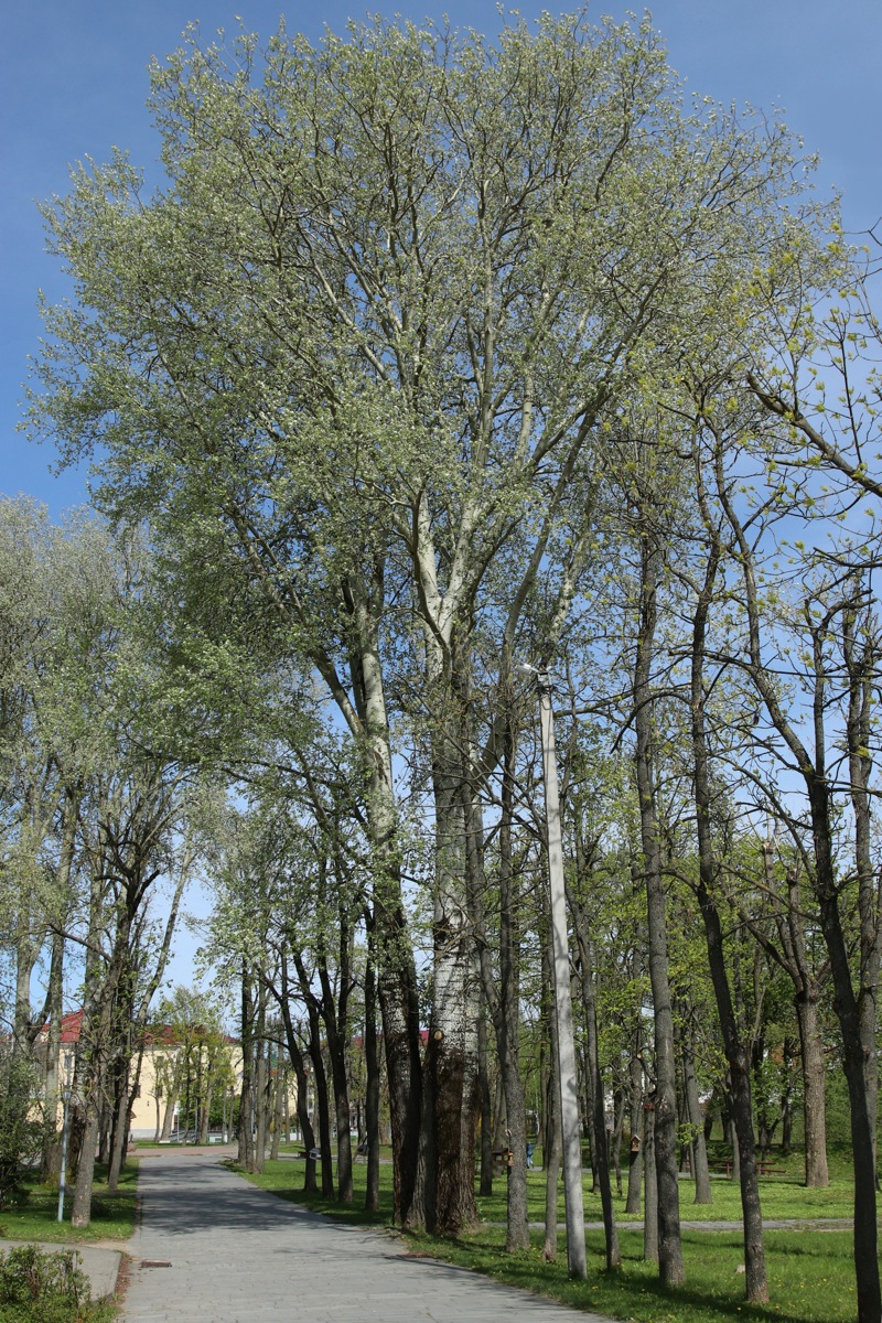 Image of Populus alba specimen.