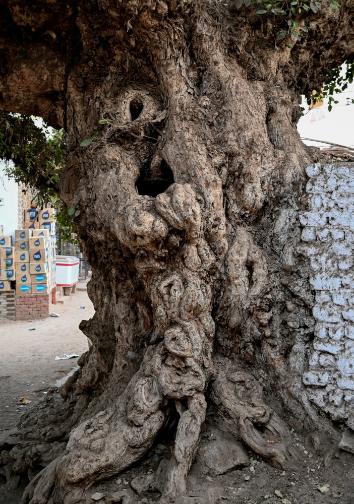 Изображение особи Ficus sycomorus.