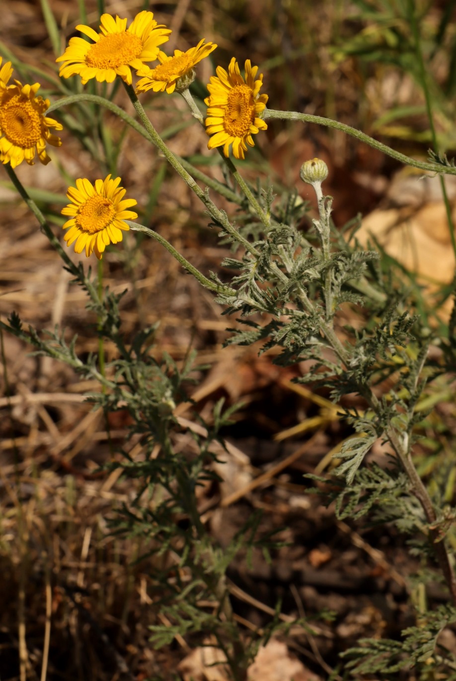 Изображение особи Anthemis tinctoria.