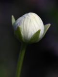 Parnassia palustris