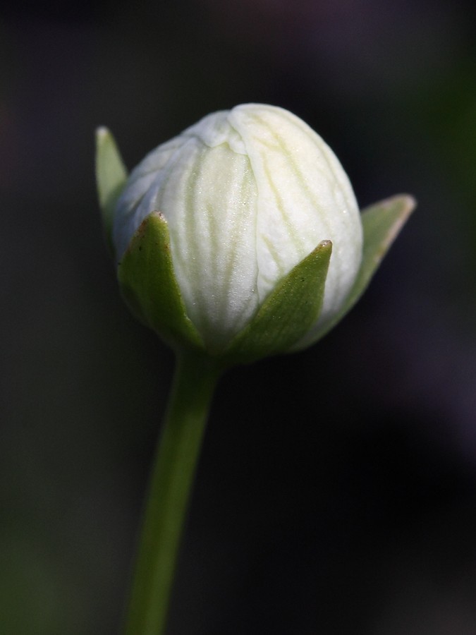 Изображение особи Parnassia palustris.