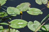 Nuphar lutea. Цветок и листья. Оренбургская обл., Беляевский р-н, оз. Гирьяльчик, в воде у берега. 07.07.2023.