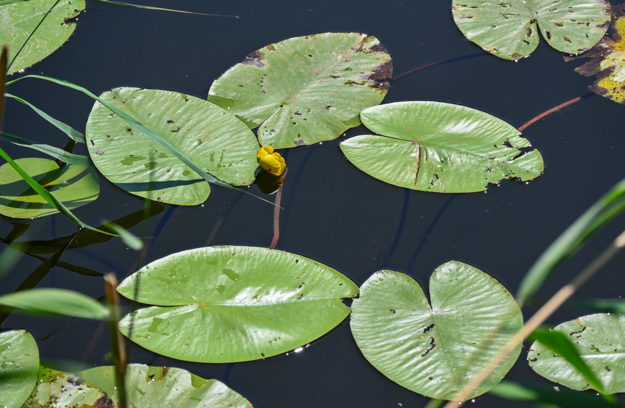 Image of Nuphar lutea specimen.