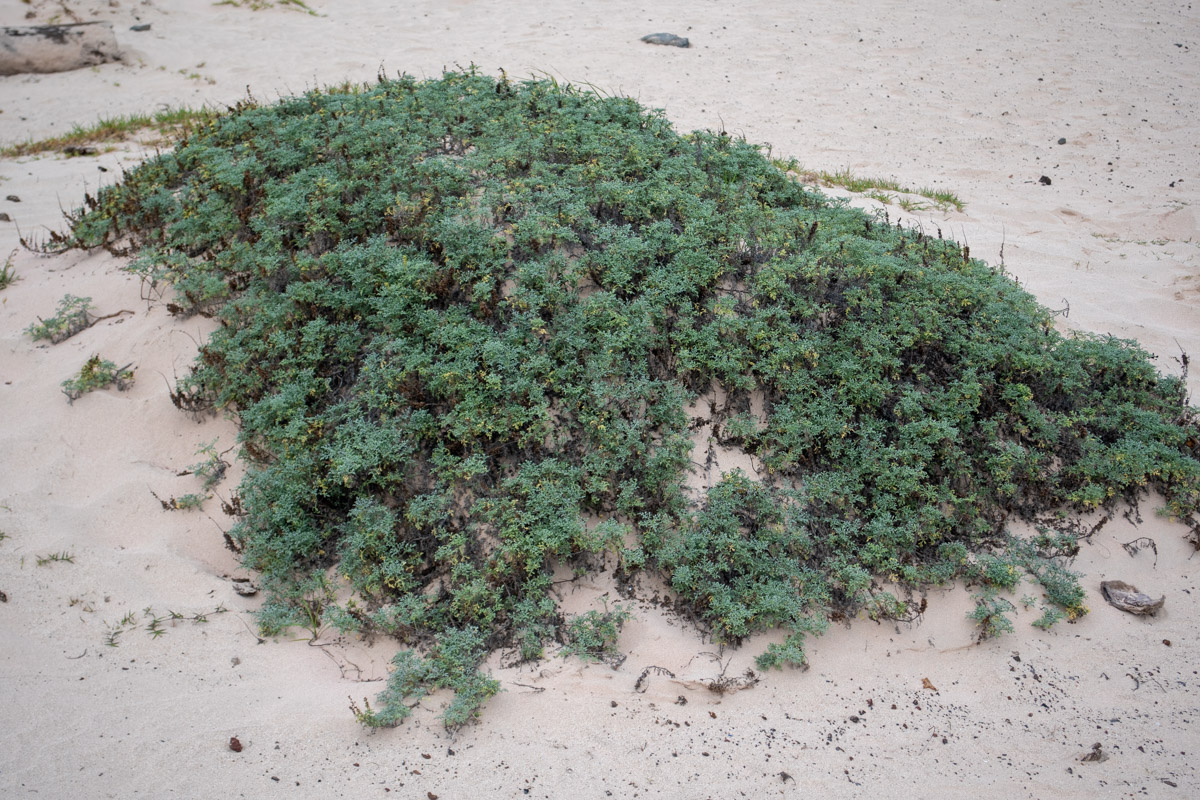 Image of Ambrosia chamissonis specimen.
