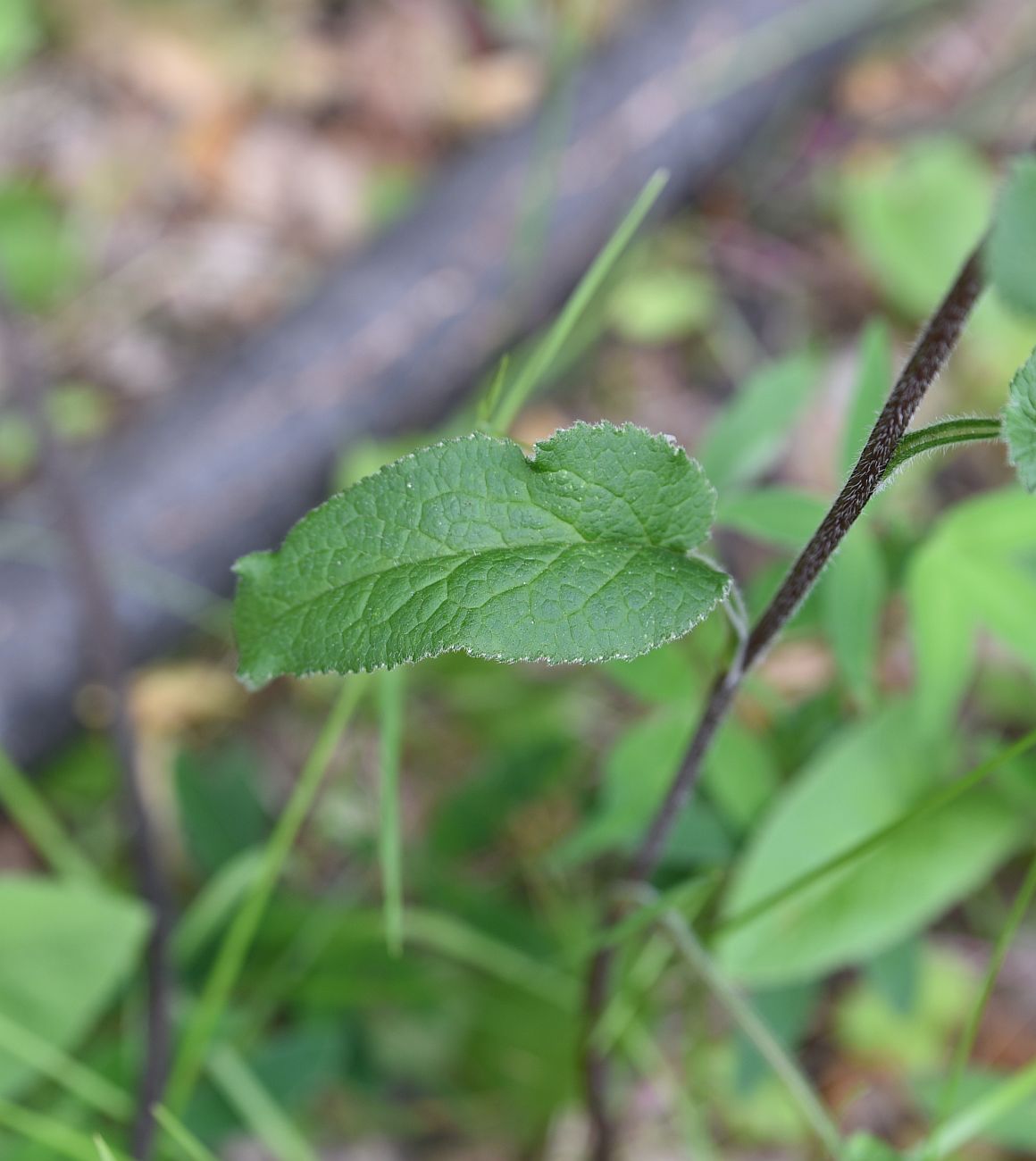 Image of Campanula glomerata specimen.