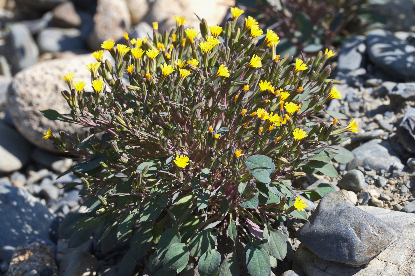 Изображение особи Crepis jacutica.