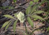 Sambucus sibirica