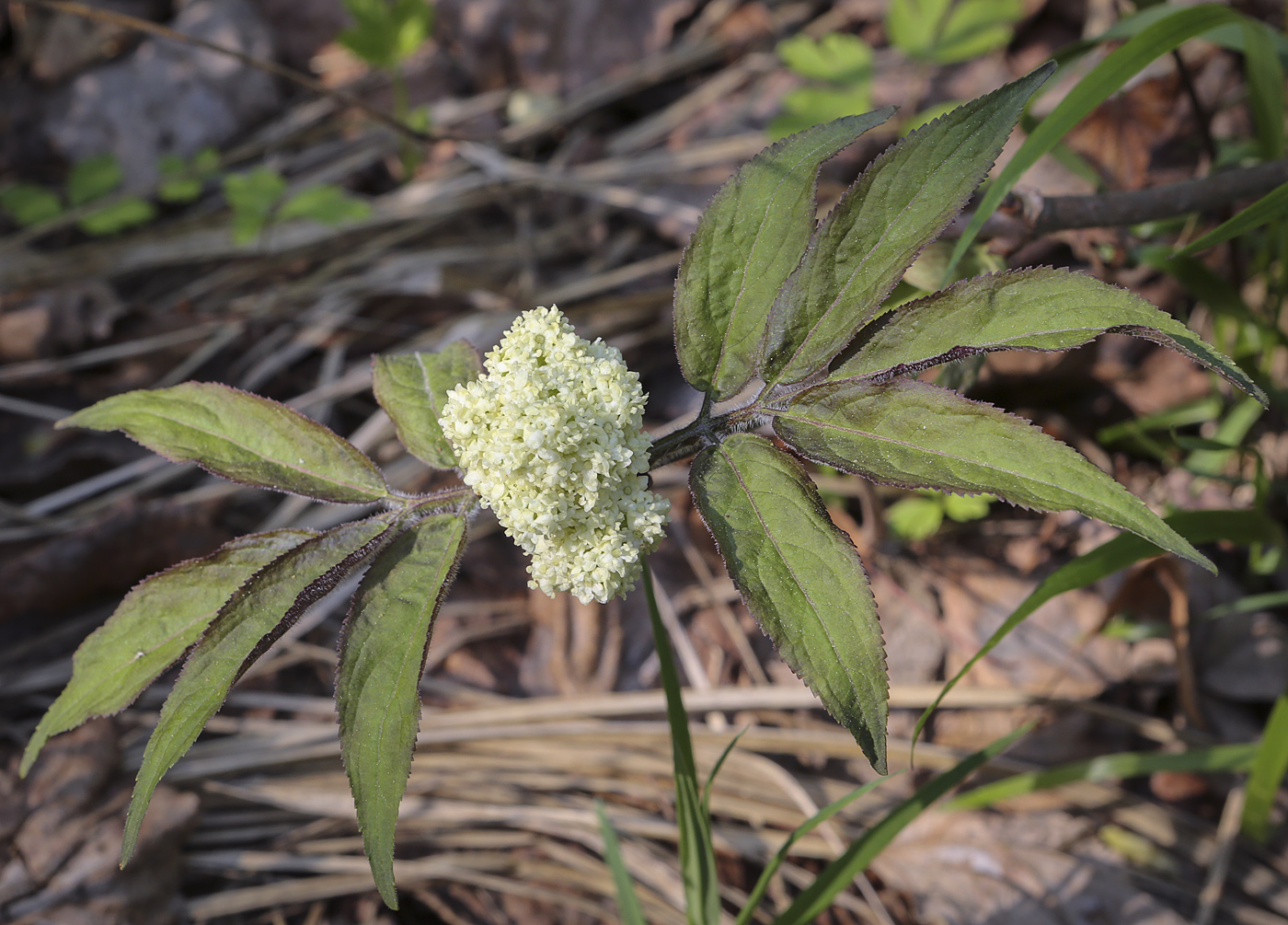 Image of Sambucus sibirica specimen.