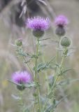 Cirsium serrulatum. Верхушка цветущего растения. Воронежская обл., Лискинский р-н, окр. хут. Дивногорье, степной склон балки. 22.08.2023.