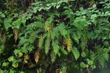 Polypodium cambricum. Вегетирующие растения в сообществе с Philadelphus caucasicus, Woodsia caucasica, Saxifraga и мхами. Грузия, Самцхе-Джавахети, окр. монастыря Мцване, широколиственный лес, крутой склон на берегу реки. 12.06.2023.