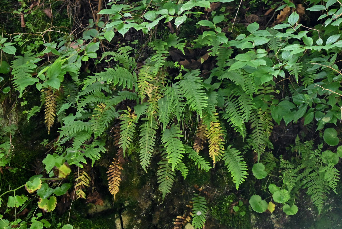 Image of Polypodium cambricum specimen.