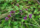 Prunella vulgaris. Цветущие растения. Московская обл., Раменский р-н, окр. дер. Хрипань, садовый участок. 07.07.2023.