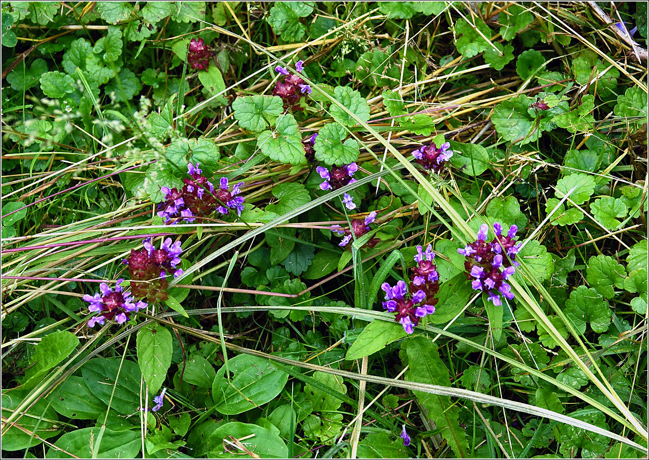 Image of Prunella vulgaris specimen.