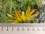 Tragopogon reticulatus