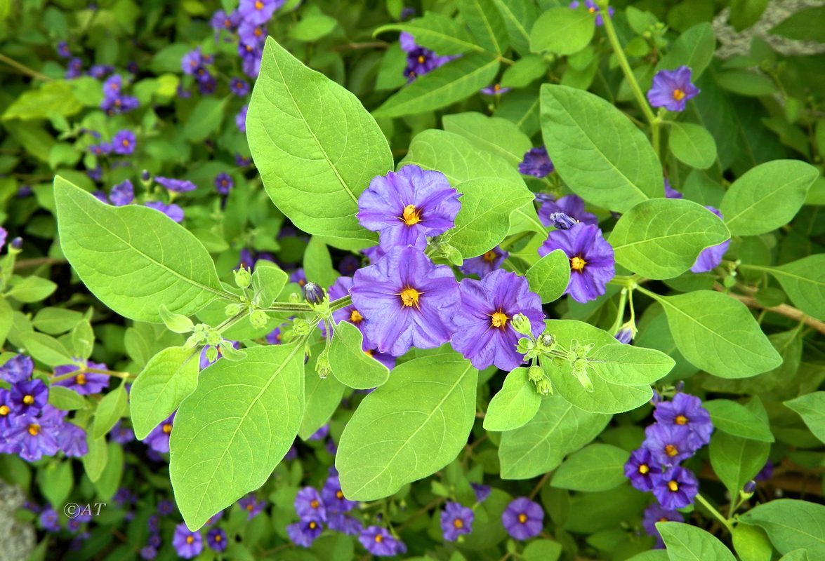 Image of Lycianthes rantonnetii specimen.