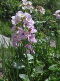 Cardamine seidlitziana