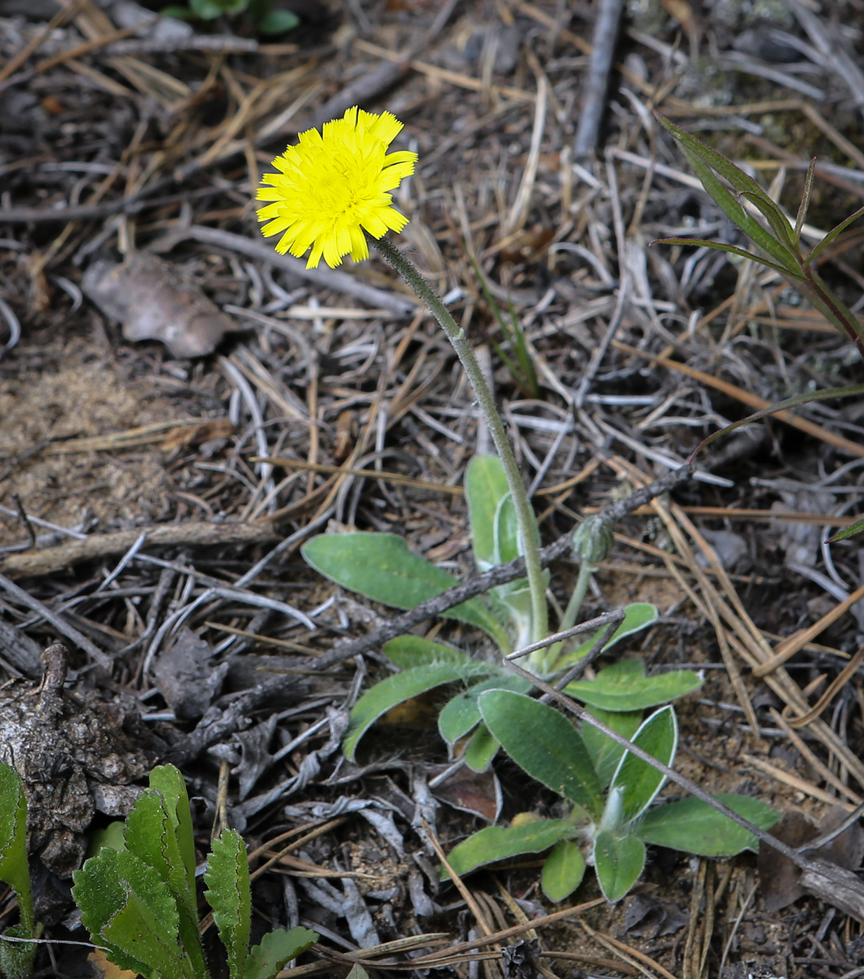 Изображение особи Pilosella officinarum.