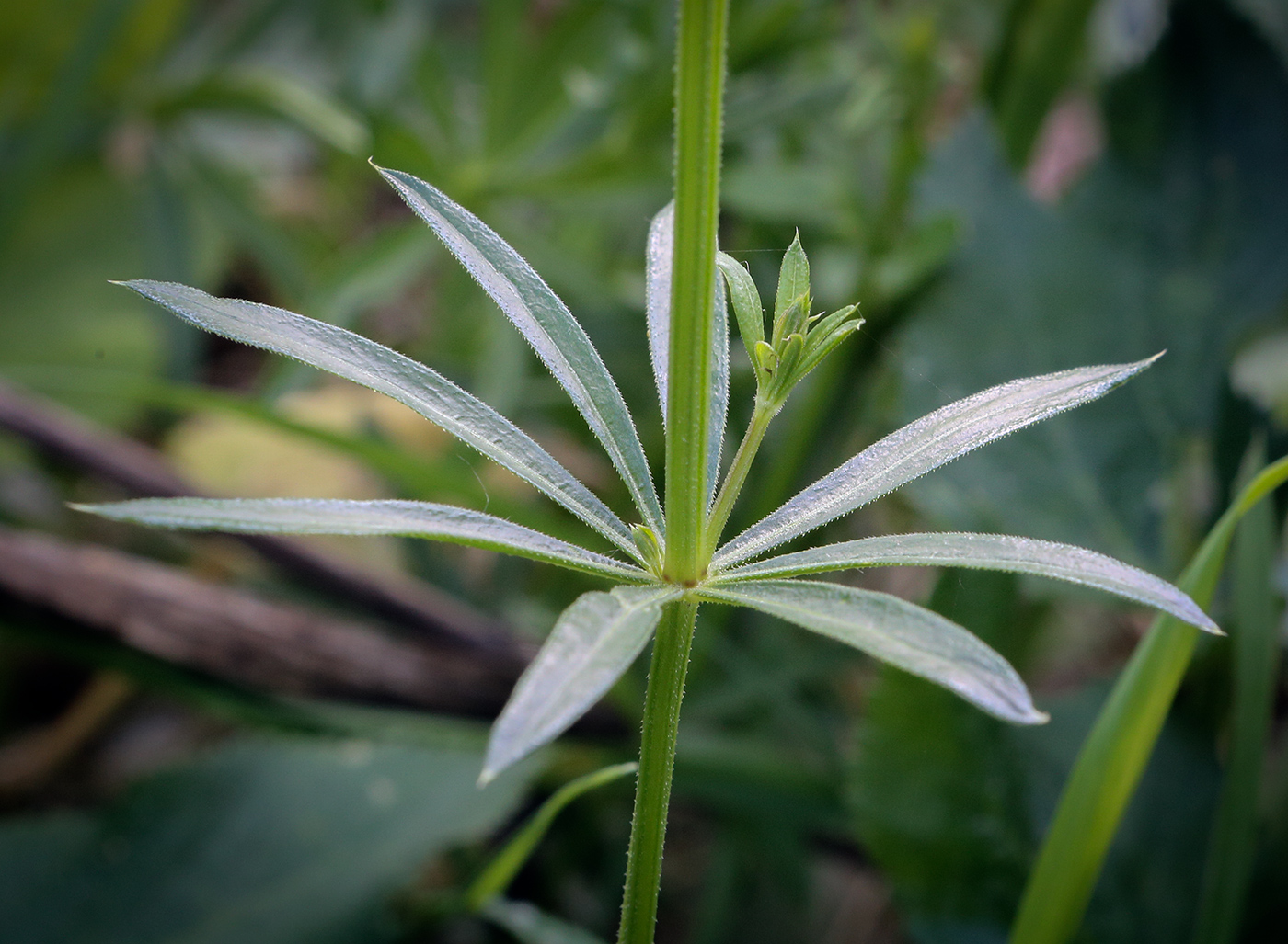 Image of Galium rivale specimen.