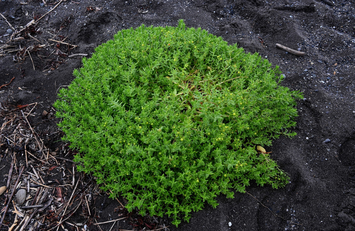 Изображение особи Honckenya peploides ssp. major.