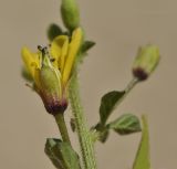 Image of taxon representative. Author is Лариса Крайник