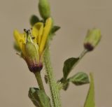 Cleome viscosa. Верхушка побега с цветком. Вьетнам, провинция Кханьхоа, окр. г. Нячанг, остров Орхидей (Hoa Lan), песчаный пляж. 07.09.2023.