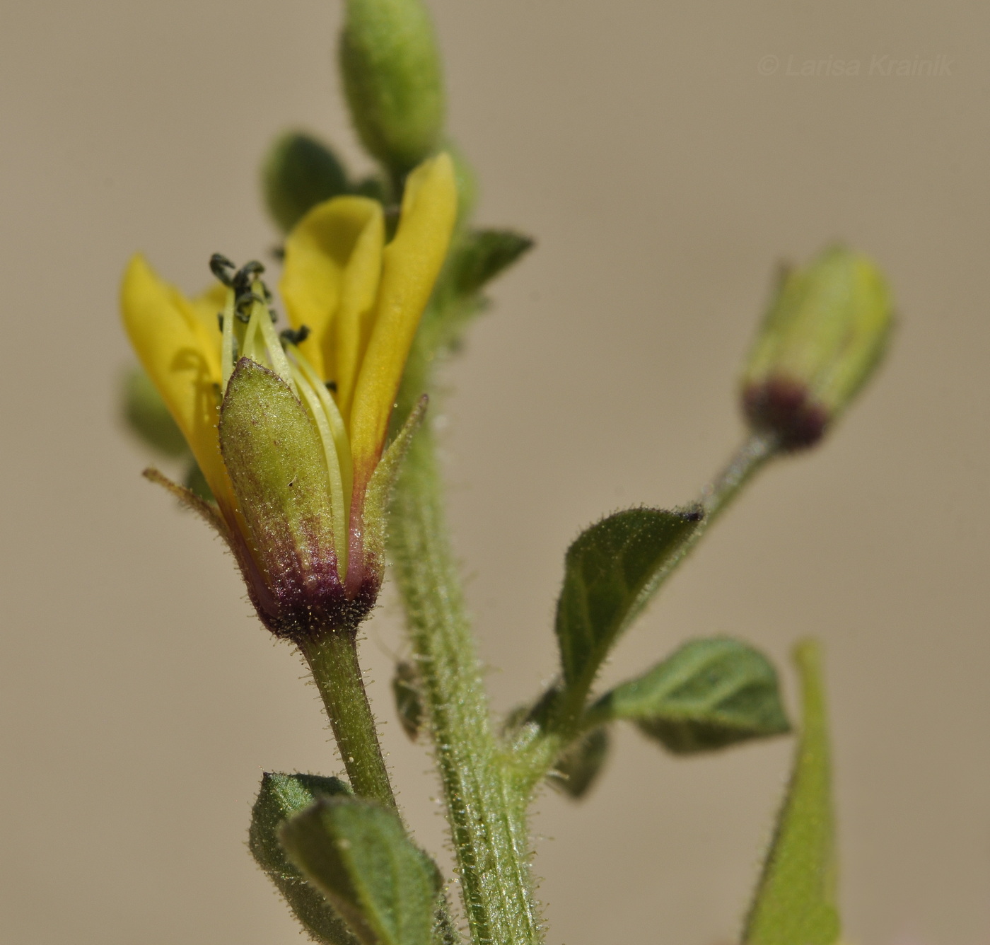 Image of Cleome viscosa specimen.