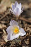 Crocus reticulatus