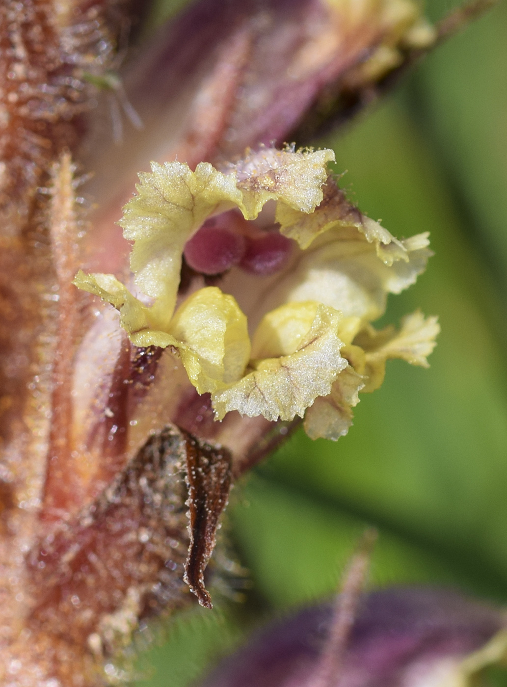 Image of genus Orobanche specimen.