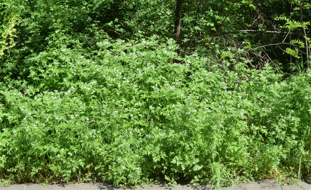 Изображение особи Physocaulis nodosus.