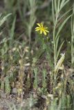 семейство Asteraceae