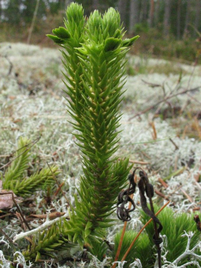 Image of Huperzia selago specimen.